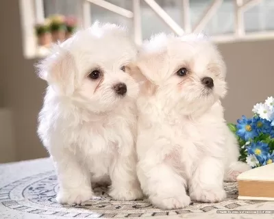 Maltese Terrier Xs Sifir Numara Akilli Yavrularim