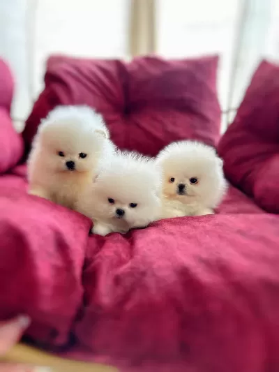 3 Efsane Sifir Burun Pomeranian Prensesler