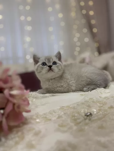 British Shorthair Bebek Kediler