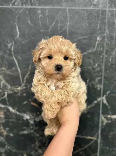 Harika Maltipoo Yavruları