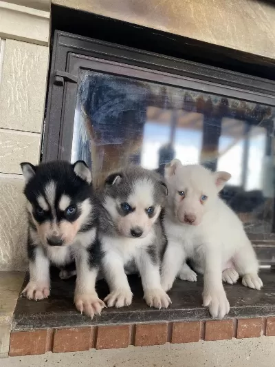Husky Bebekler Dişi Ve Erkek
