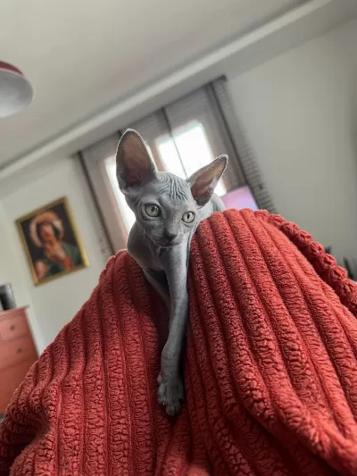 Kanada Sphynx Safkan