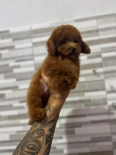 Mini Boy Kore Kan Tiy Poodle Yavruları