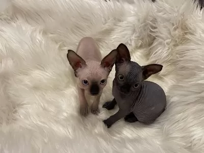 Sphynx Sfenks Dişi Erkek