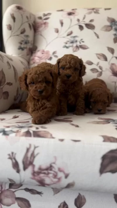 Orjinal Toy Poodle Bebekler Safkan Anne Altından