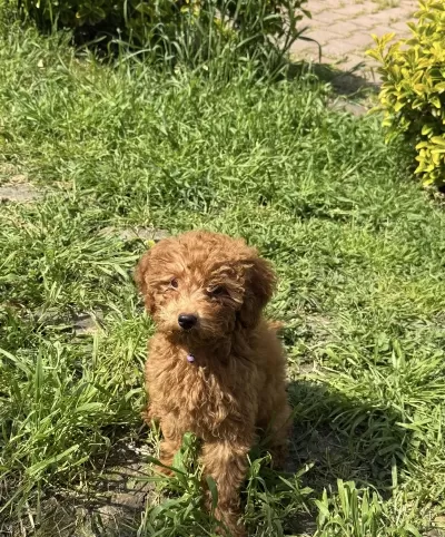 4 Aylık Yavrumuz Poodle