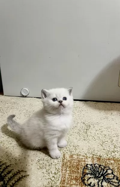 Safkan British Shorthair Açıklamayı Okuyun Lütfen