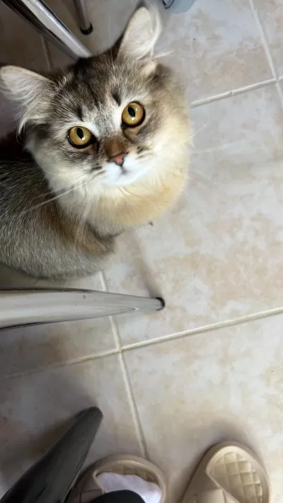 9 Aylık Çok Cana Yakın Sakin Ücretsiz Kedimiz Sadece Aileye