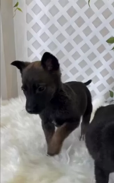 Dünyanın En Tatlı Bakışlarına Sahip Malinois Burada