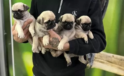 Sağlıklı Pug Yavruları
