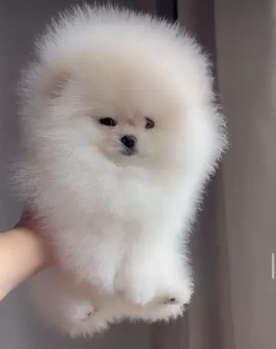 İrk Ve Sağlık Garantili Pomeranian Boo Yavrular