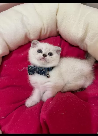 Scottish Fold Erkek Yavrumuza Yuva Uyguna