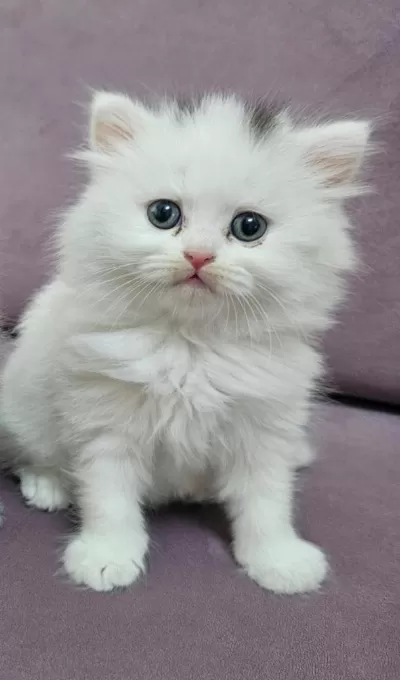 British Longhair Yavrumuz