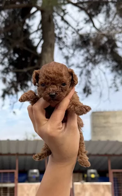 Sevimli Kore Popdle Yavrularımız
