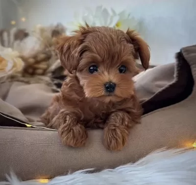 Teacup Kore Maltipoo Yavrular