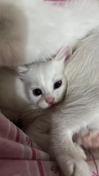 Van Kedisi Yavru İki Gözü Mavi