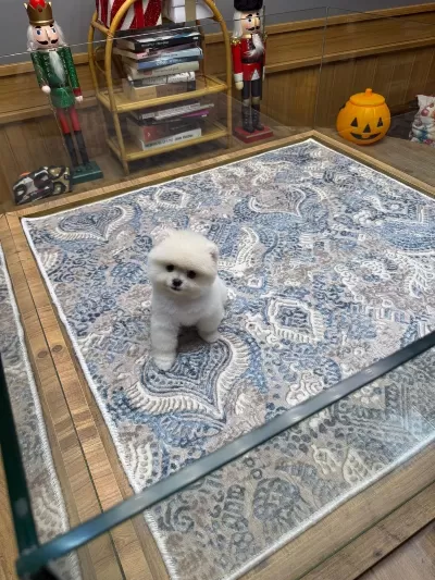 Orjinal Miss Turkey Pomeranian
