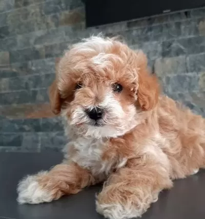 Maltipoo Yavruları Sizleri Bekliyor