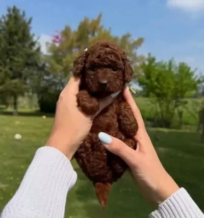 Teacup Kore Teddy Face Dark Brown Poodle Bebeklerimiz