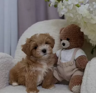 Cift Renk Maltipoo Yavrular