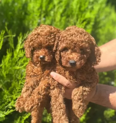 A Kalite Poodle Yavrular