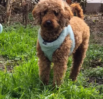 A Kalite Toy Poodle