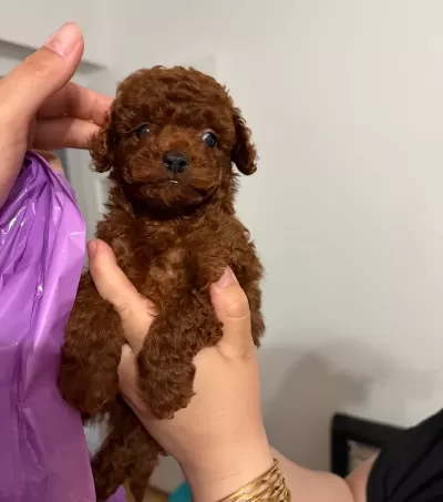 Kore Toy Poodle Bebekler