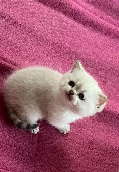 Masmavi Orijinal British Shorthair Bebekler