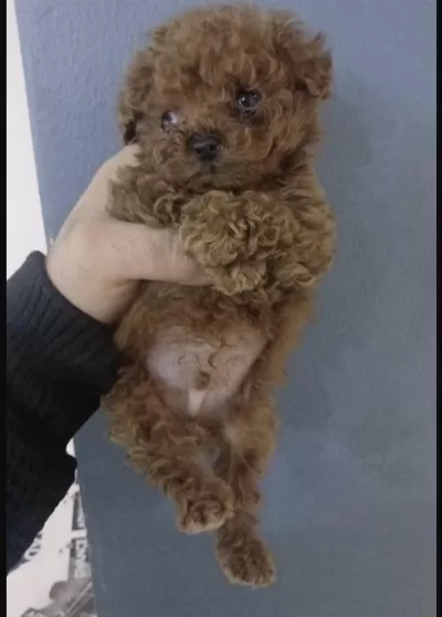 Toy Poodle Köpeğimiz