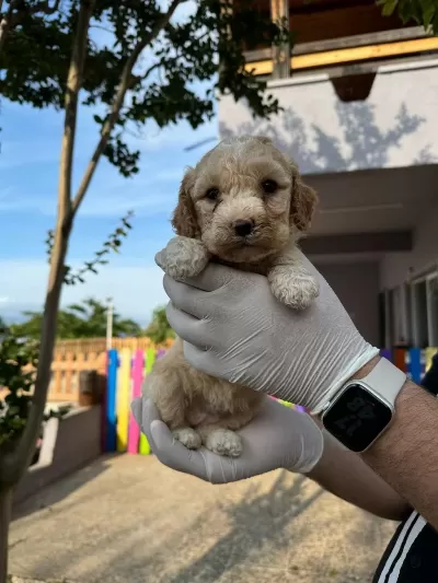 Maltipoo Yavrular Adrese Gönderim Ve Kapıda Ödeme Vardır