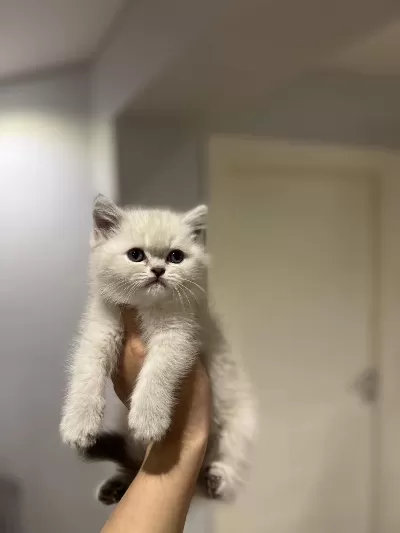 Evinizin Neşesi British Shorthair Yavrular