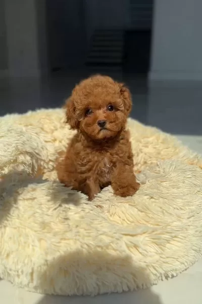 Aşili Pasaportlu Toy Poodle Yavrular