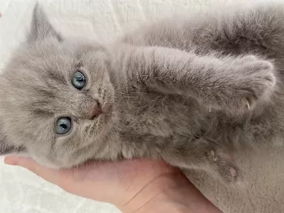 British Shorthair Yavrular