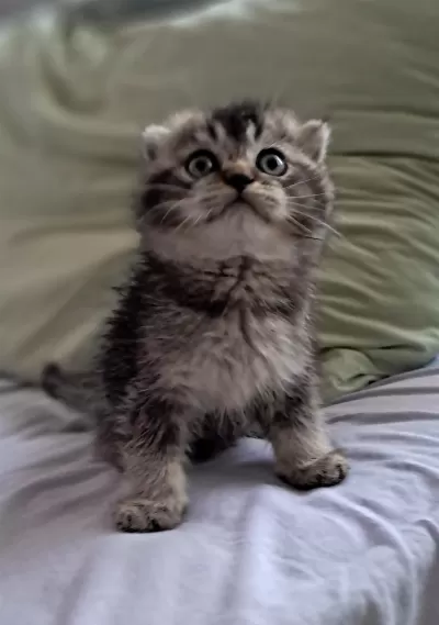 Scottish Fold Black Tabby