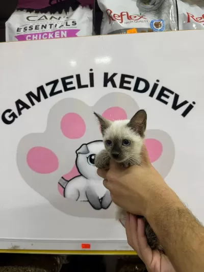 Siyam Kedisi Yavrularımız Evinizin Neşesi Olacaktır