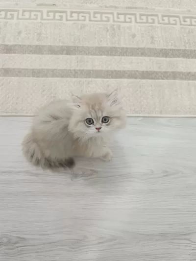3 Aylık British Longhair Scr Li Safkan