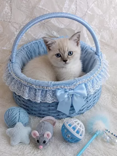 British Ve Scottish Fold Mavişler