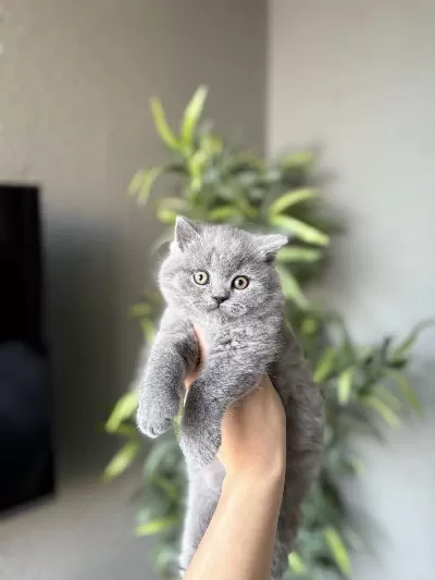 British Shorthair Yavrular