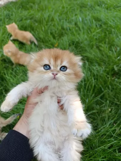 Show Kalite Orange British Longhair