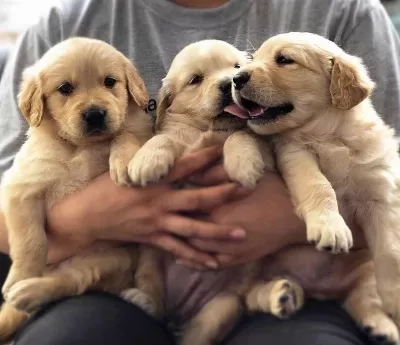 Golden Retriever Yavrulari