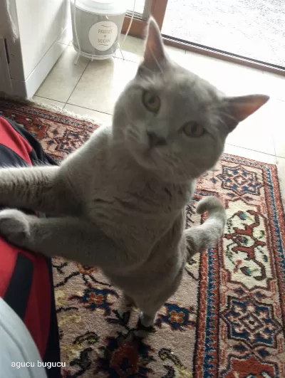 Sağlıklı Canım Kedim Deha