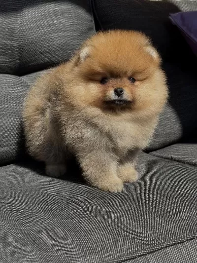 Orange Aşili Pomeranian Bebekler