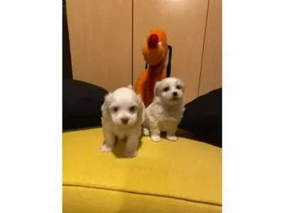En Güzel Hediyeniz Maltipoo Bebeklerimiz