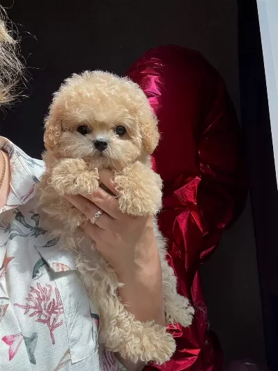 En Özel Kore Maltipoo Yavruları