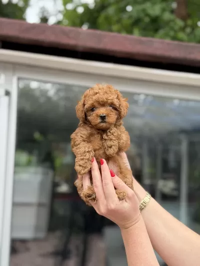 Sağlıklı Kore Red Toy Poodle