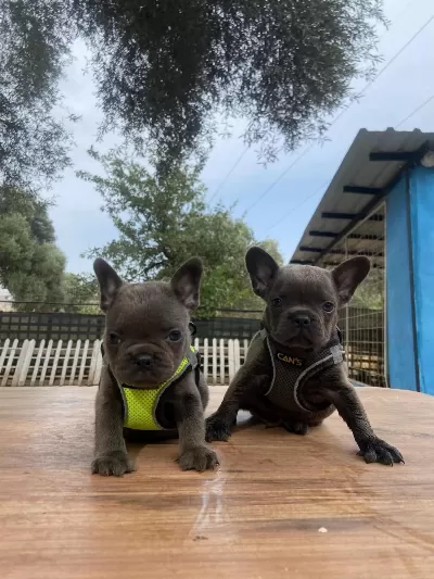Premium Kalite French Bulldog Yavrusu