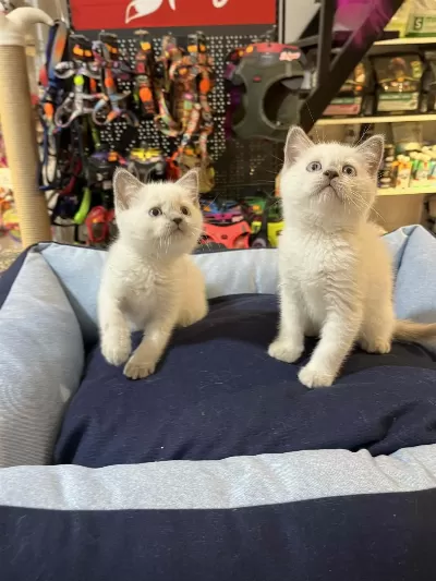Orjinal Blue Point British Shorthair Yavrular