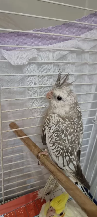 Sultan Papağanı Yavru Tam Eğitmelik