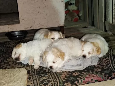 Sağlıklı Yavru Maltipoo