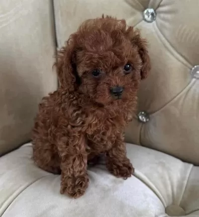 Toy Poodle İrk Garantili Yavrular